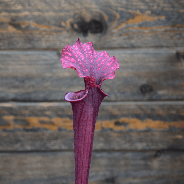 Sarracenia flava red form