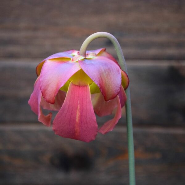 fleur Sarracenia 'Tygo'