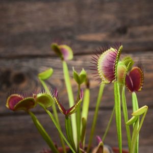 Kit de germination Dionaea