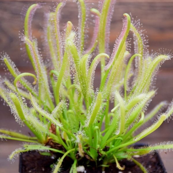 Drosera capensis 'alba' plante carnivore