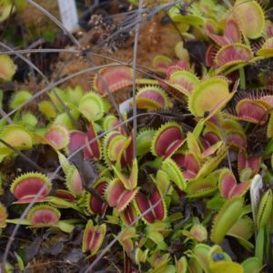 Comment diviser et rempoter sa Dionaea muscipula