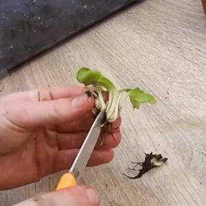 Comment diviser et rempoter sa Dionaea muscipula