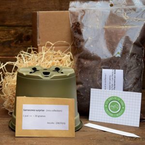 kit de germination - sarracenia - plante carnivore