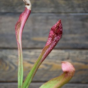 Sarracenia 'Scarlet Belle'-plante-carnivore