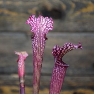 Kit de germination Sarracenia