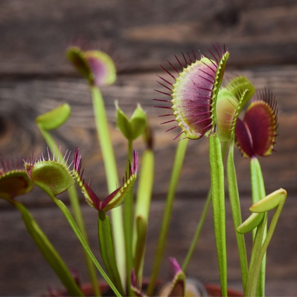 Comment cultiver la plus fascinante des plantes carnivores ? Dionaea muscipula