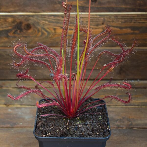 Drosera capensis all red