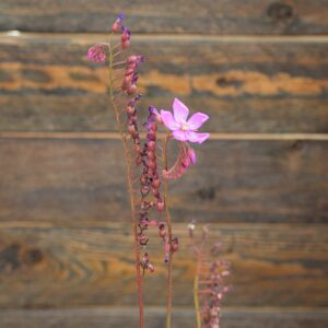 Drosera capensis all red
