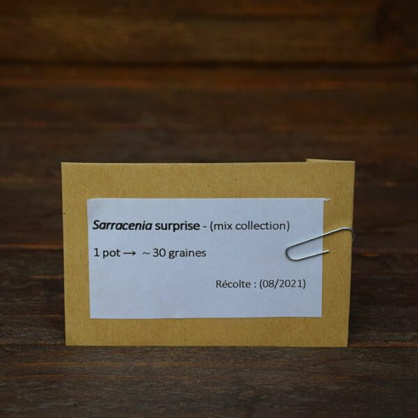 graines Sarracenia