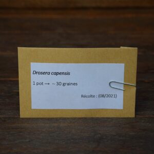 graines Drosera capensis