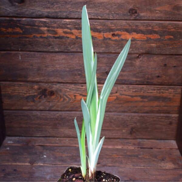 Iris ensata 'variegata'