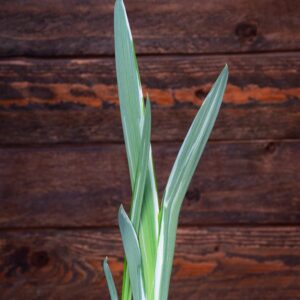 Iris ensata 'variegata'