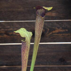 Sarracenia alata - Purple Thorat Giant