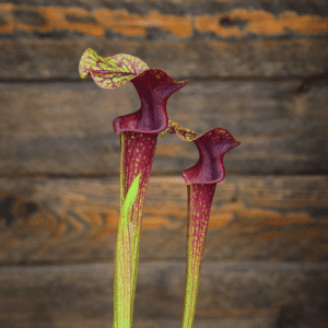 Sarracenia Hybride 01 x S. flava var. ornata "Solid Red Throat" (F88 MK) #6