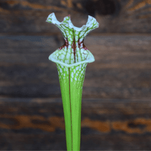 Sarracenia leucophylla (SL 61) "Red Stripe Throat x HA20A #1
