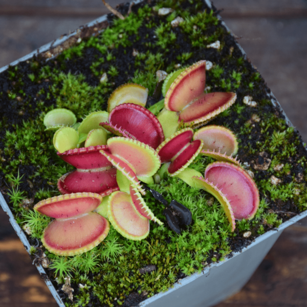 Dionaea muscipula - 'Coquillage'