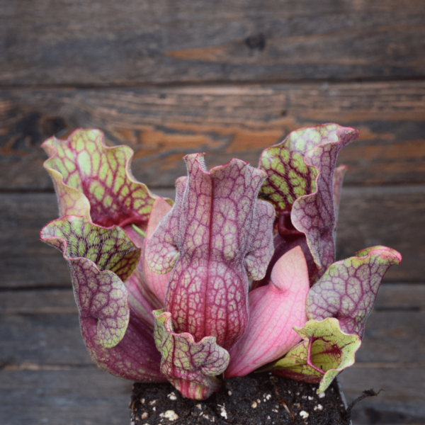 Sarracenia purpurea ssp. venosa var. montana