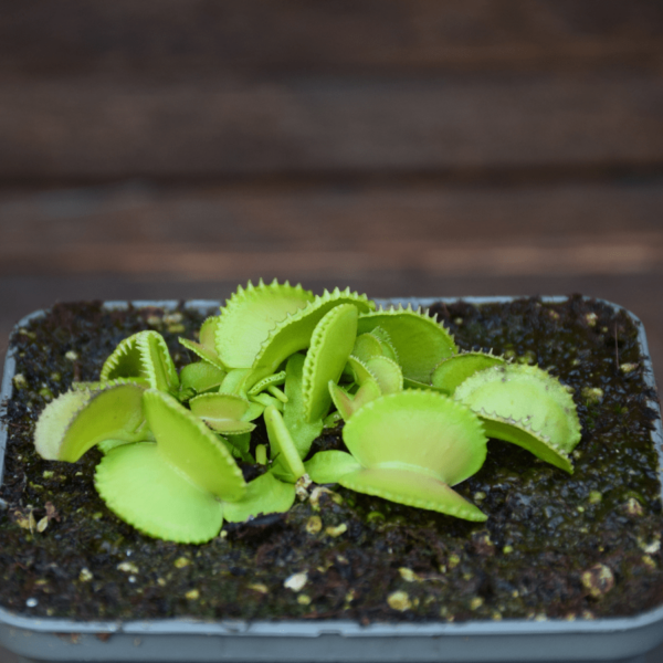 Dionaea muscipula 'Green Wizard'