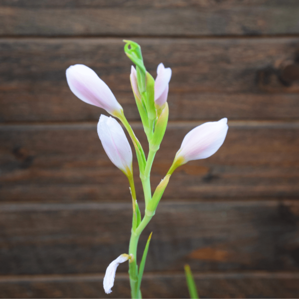 Schizostylis coccinea 'alba'