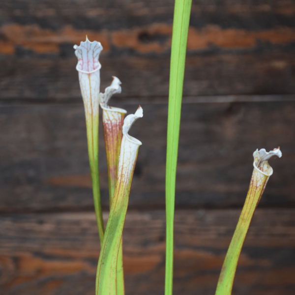 Sarracenia x "very white top"