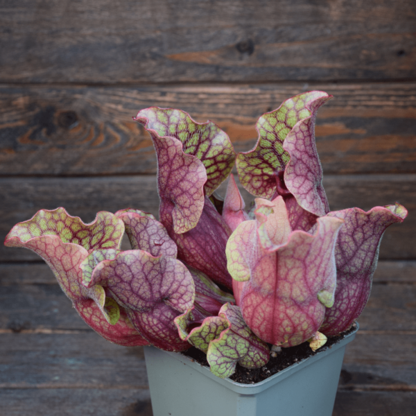 Sarracenia purpurea ssp. venosa var. montana