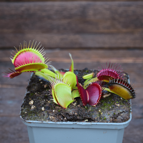 Dionaea muscipula - "B52 Canada"