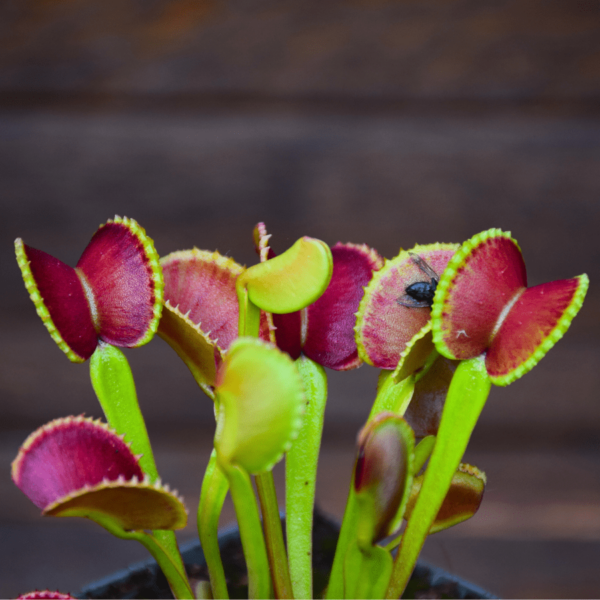 Dionaea muscipula 'Adentate'