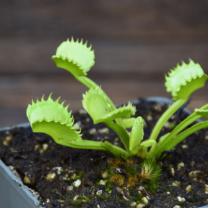 Dionaea muscipula 'Werewolf'