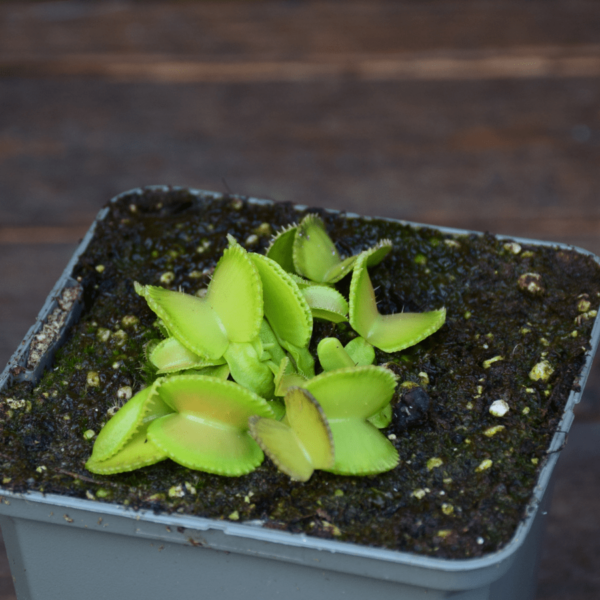 Dionaea muscipula 'Green Wizard'