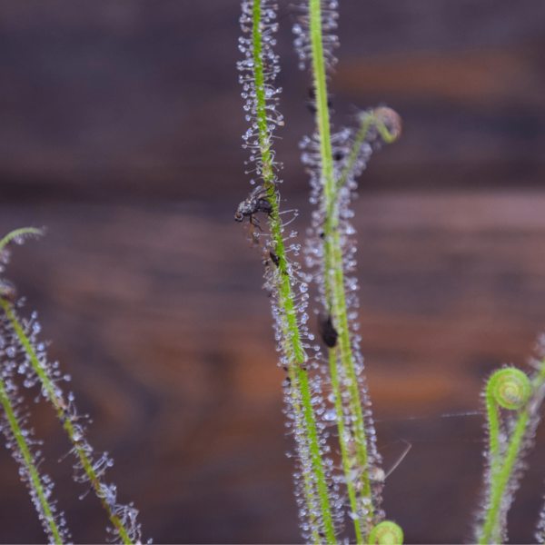 Drosera filiformis var. gigantea