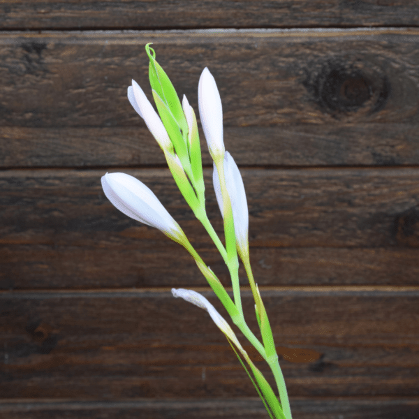 Schizostylis coccinea 'alba'