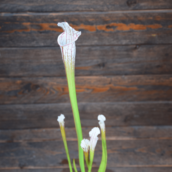 Sarracenia x "very white top"