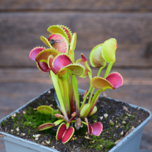 Dionaea muscipula 'Adentate'