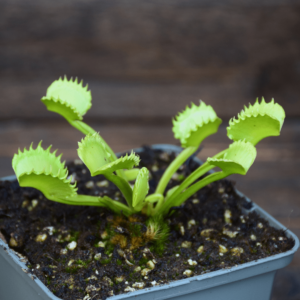 Dionaea muscipula 'Werewolf'