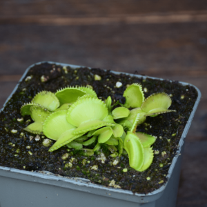 Dionaea muscipula 'Green Wizard'