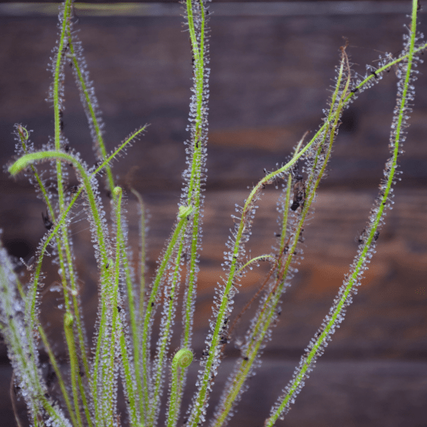 Drosera filiformis var. gigantea