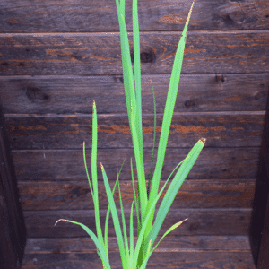 Schizostylis coccinea 'alba'