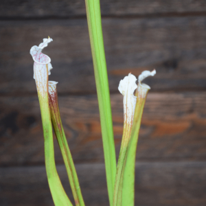 Sarracenia x "very white top"