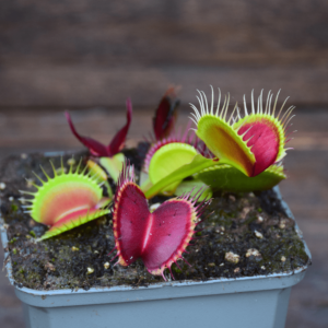 Dionaea muscipula - "B52 Canada"