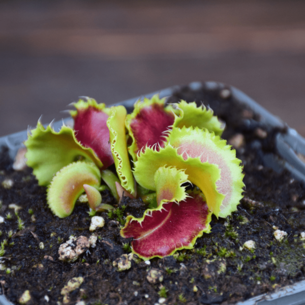 Dionaea muscipula "Kim Il Sung"