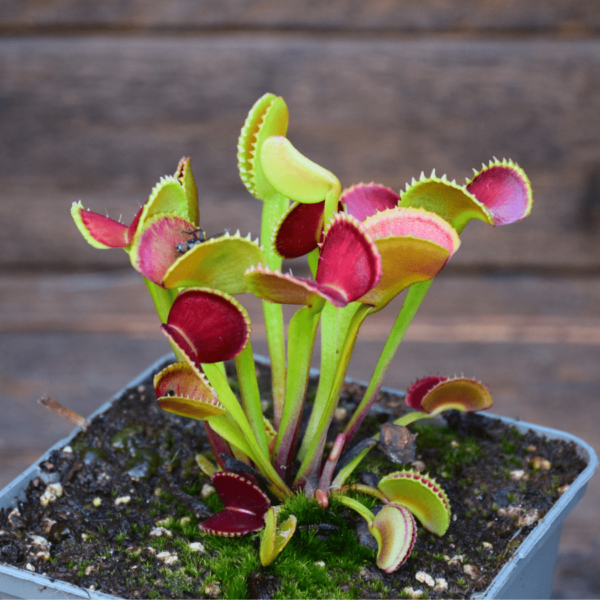 Dionaea muscipula 'Adentate'