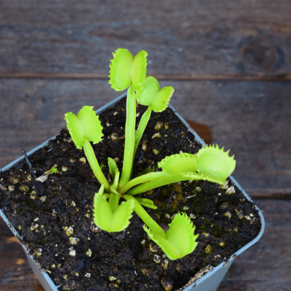 Dionaea muscipula 'Werewolf'