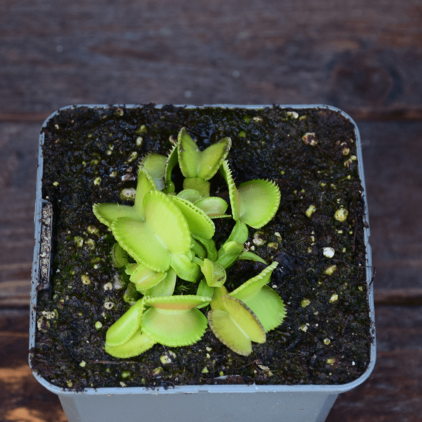 Dionaea muscipula 'Green Wizard'