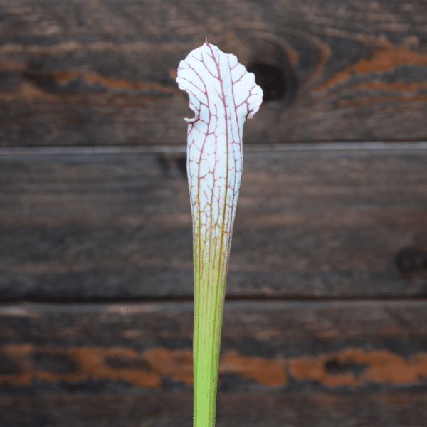 Sarracenia x "very white top"