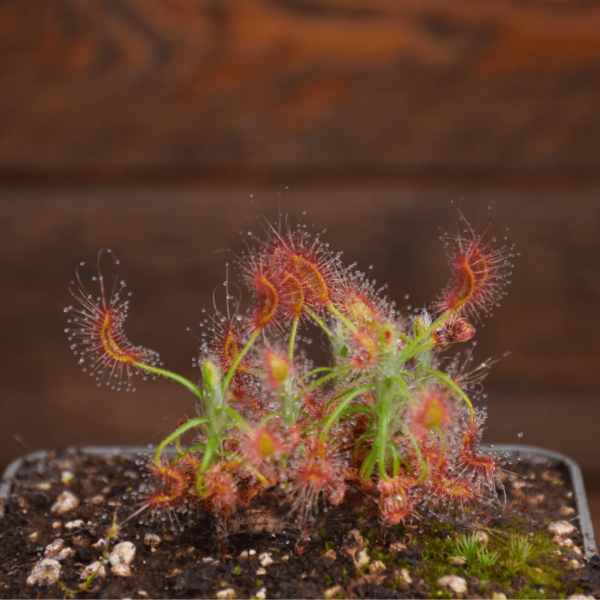 Drosera scorpioides