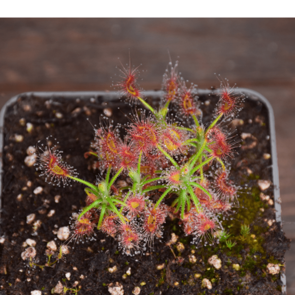 Drosera scorpioides