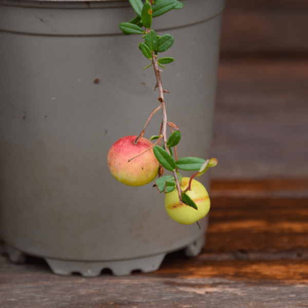 Vaccinium macrocarpon