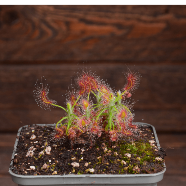 Drosera scorpioides