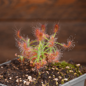 Drosera scorpioides