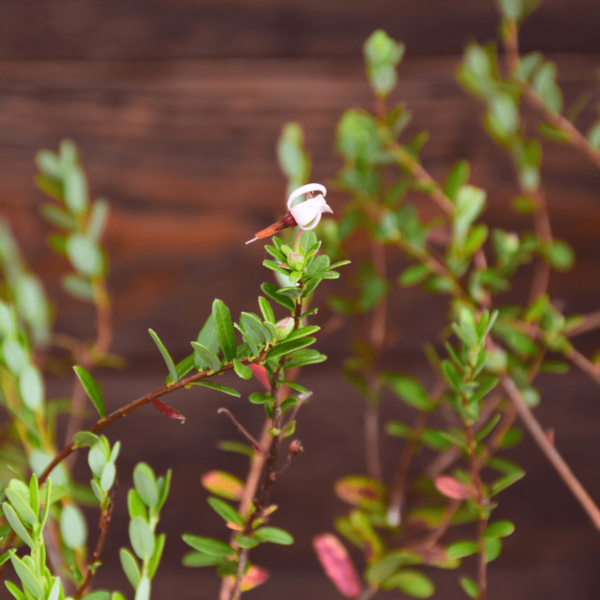 Vaccinium macrocarpon